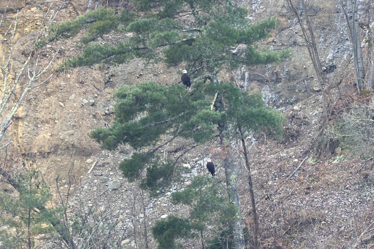 Bald Eagle - ML613194604