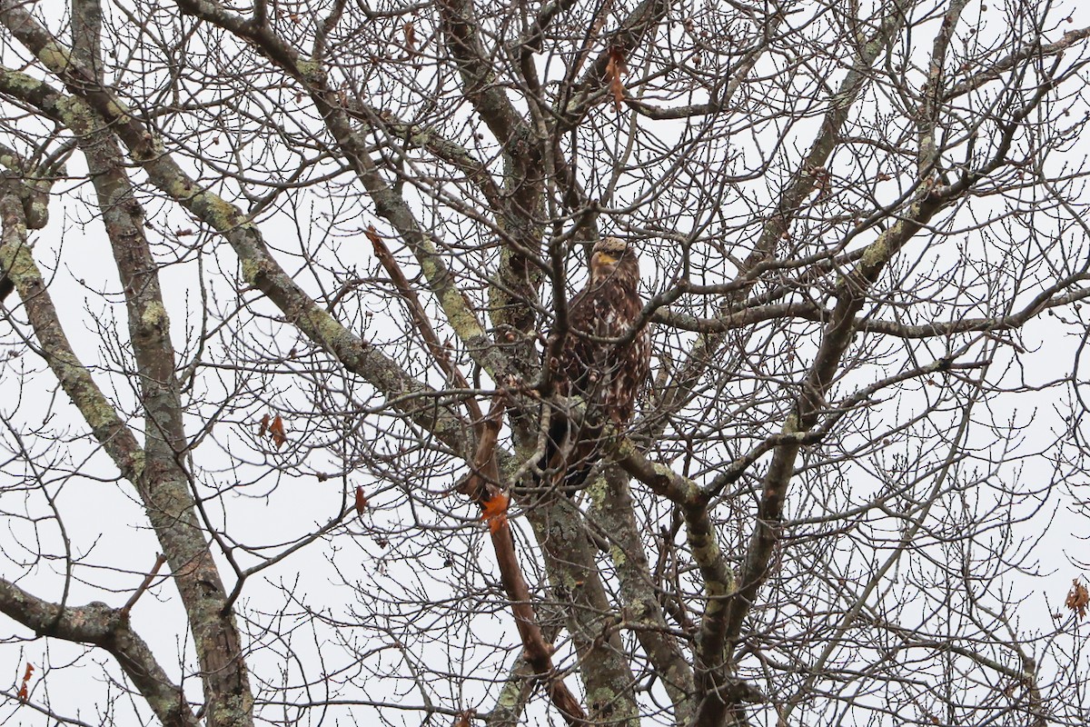Bald Eagle - ML613194605