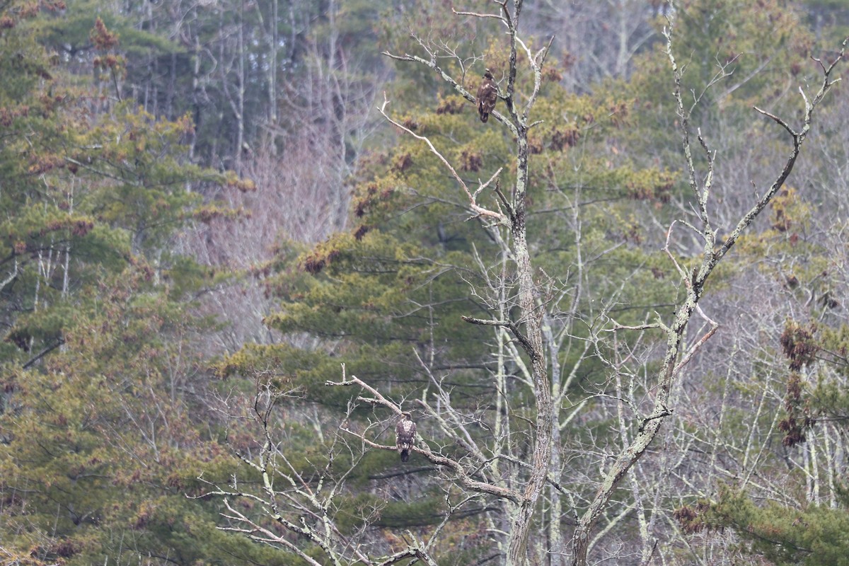 Bald Eagle - ML613194606