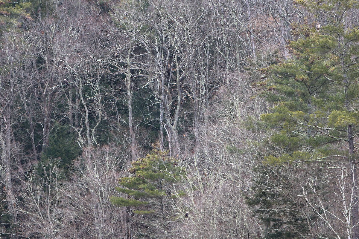 Bald Eagle - ML613194607