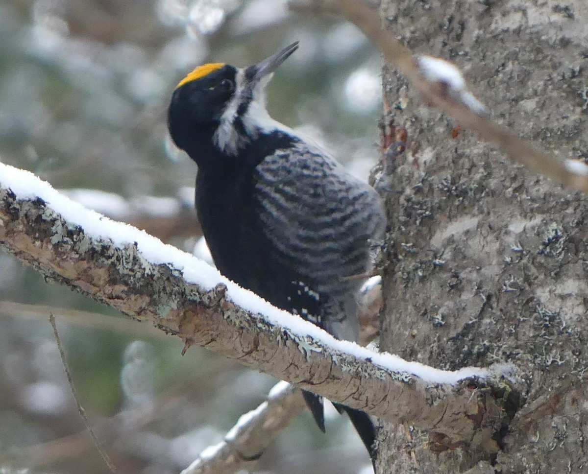 Black-backed Woodpecker - ML613194738