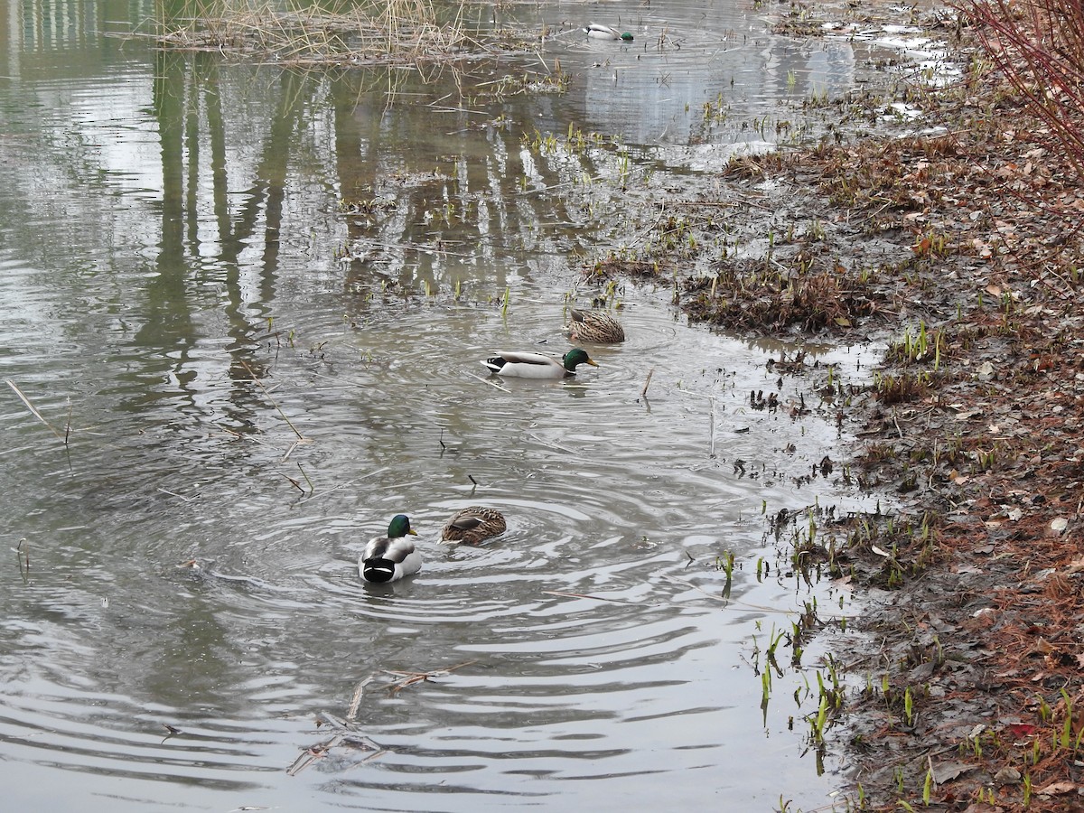 Mallard - ML613194740