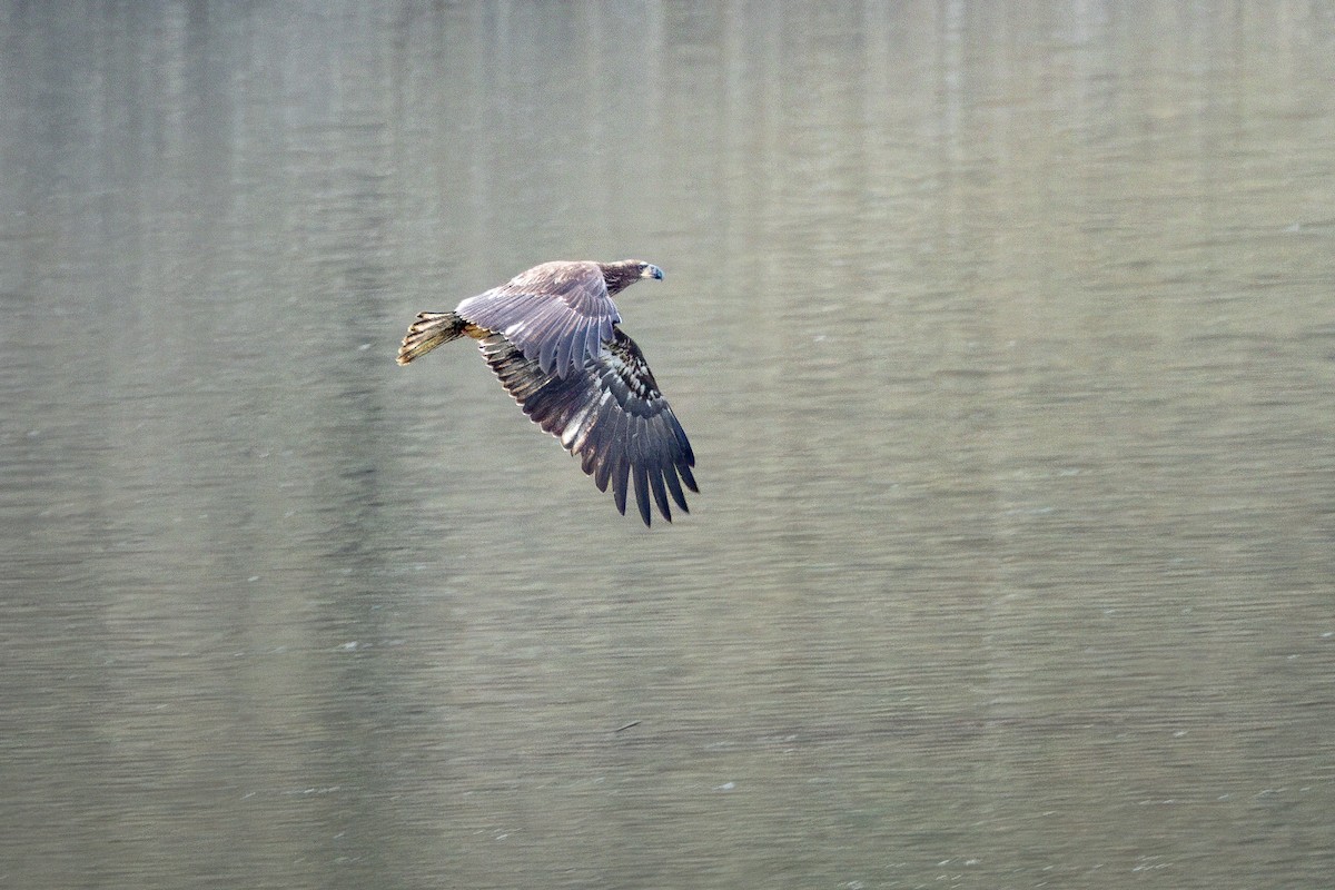 Bald Eagle - ML613194741