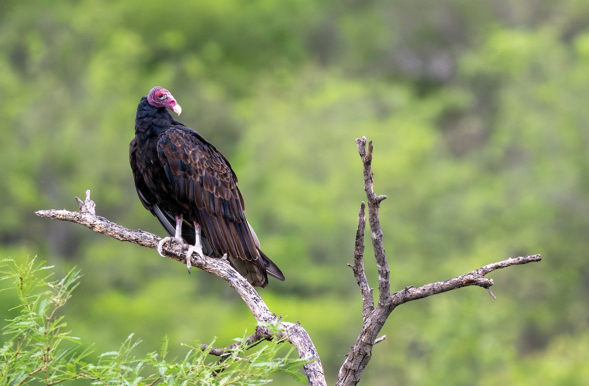 Turkey Vulture - Forest Botial-Jarvis