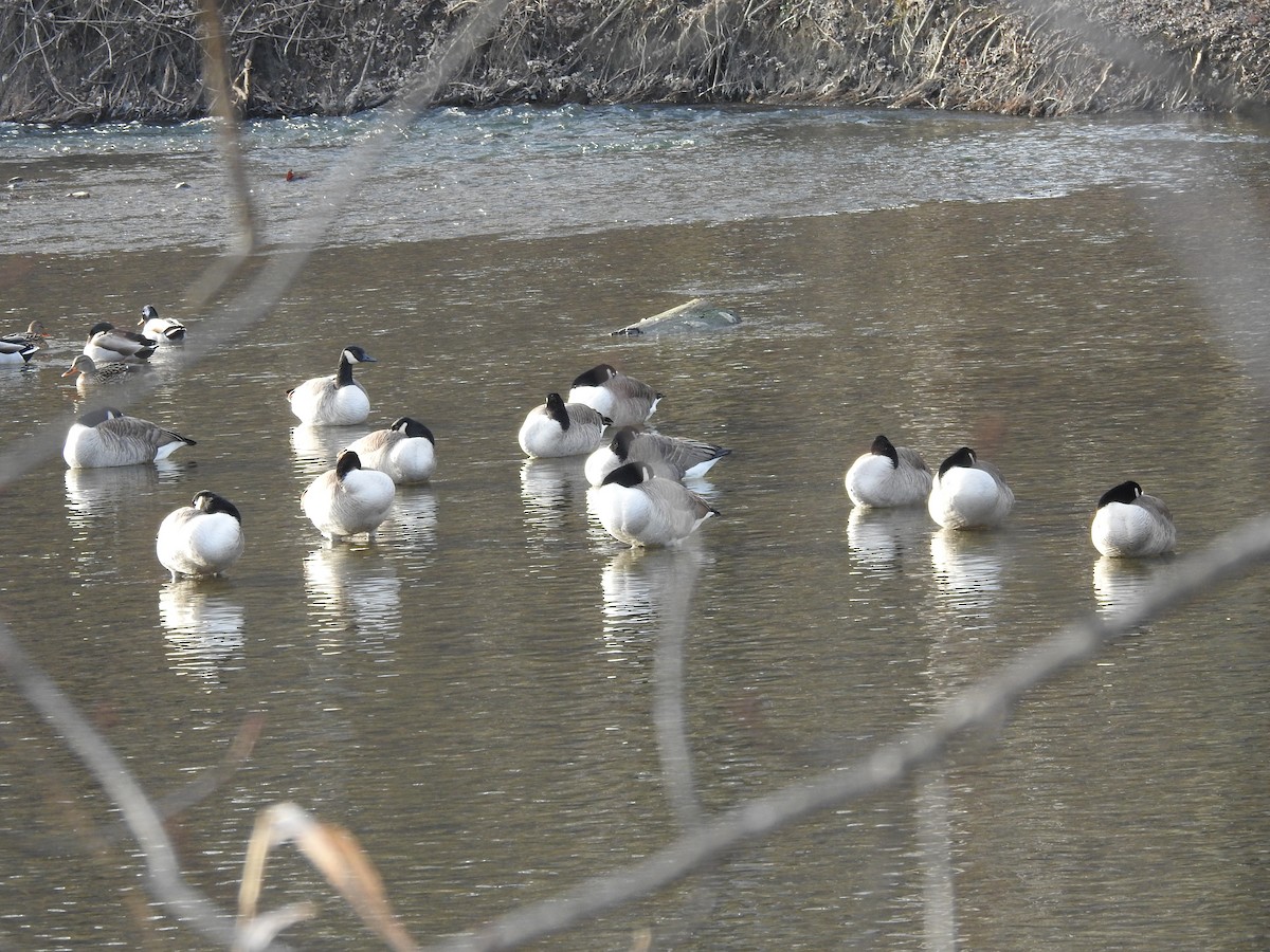 Canada Goose - ML613194759