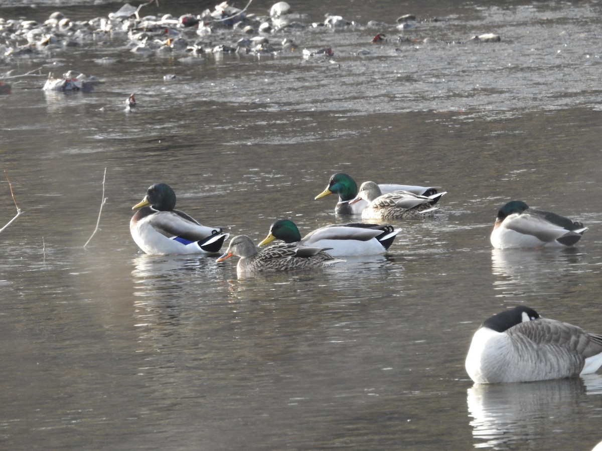 Canard colvert - ML613194762