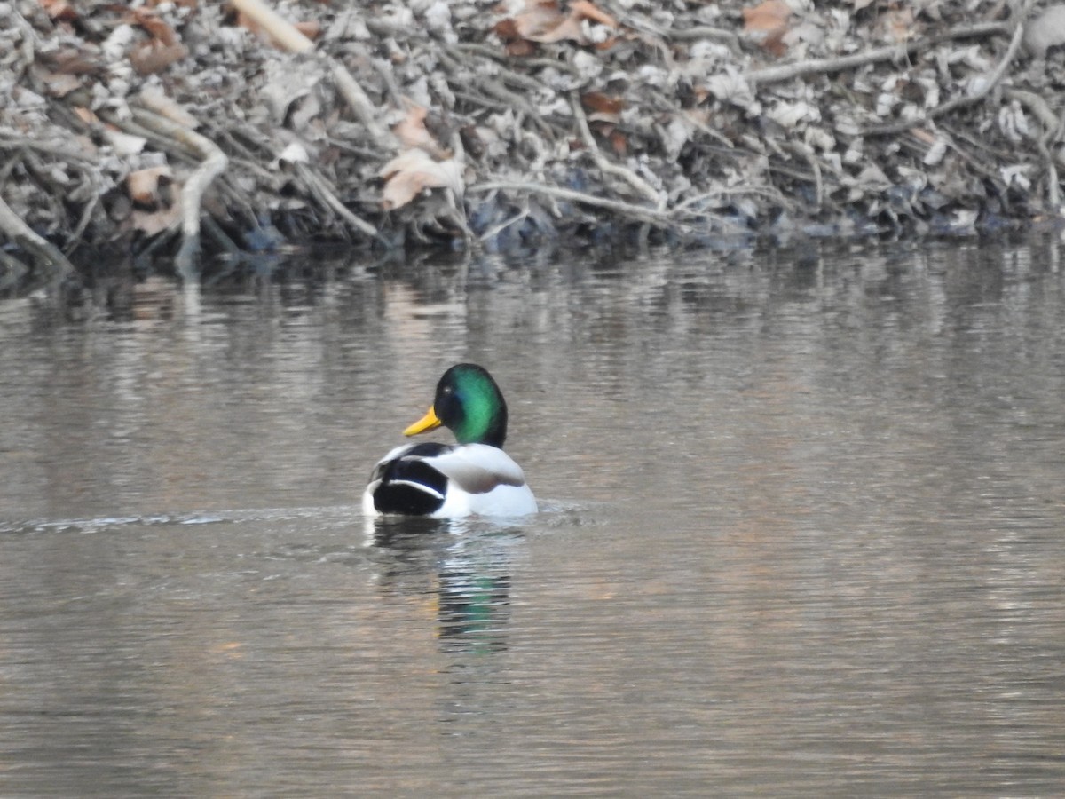 Canard colvert - ML613194765