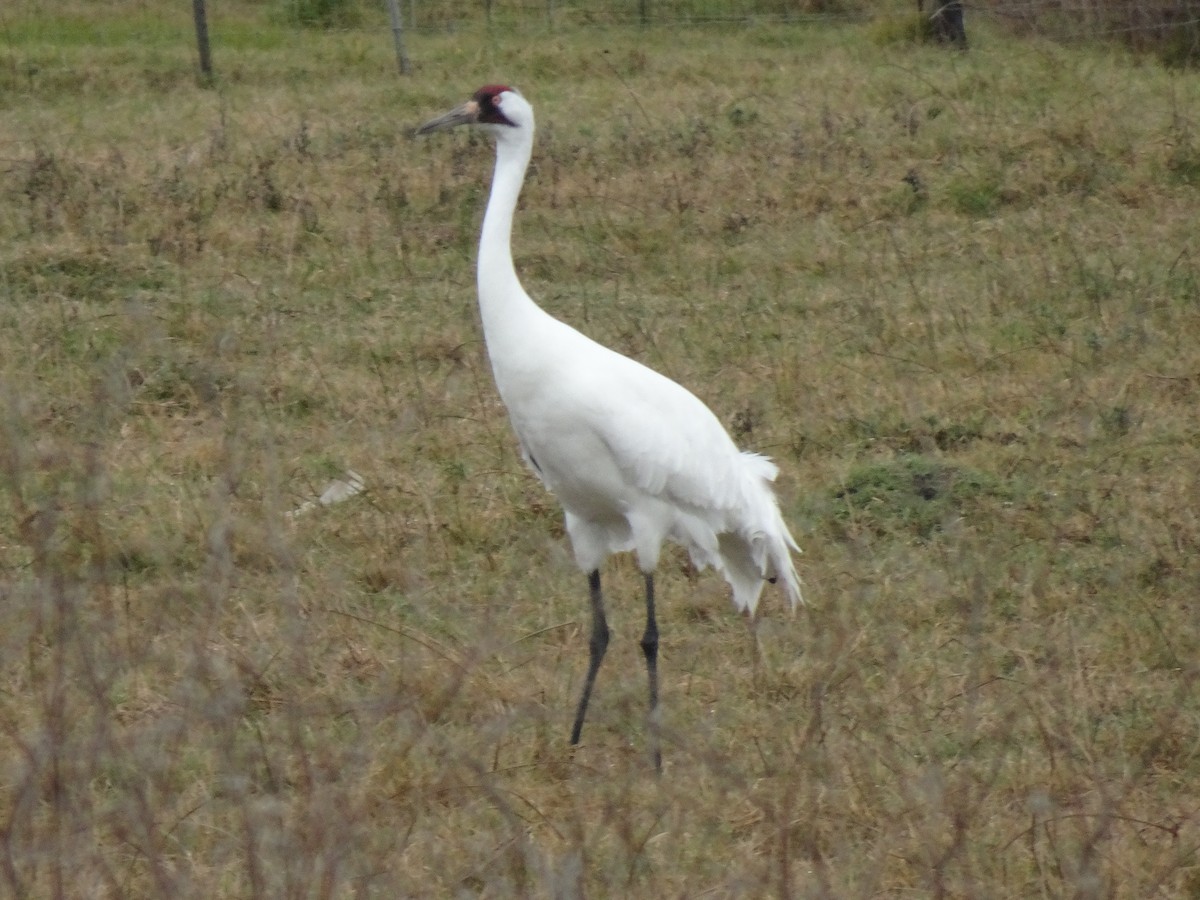 Grulla Trompetera - ML613194766