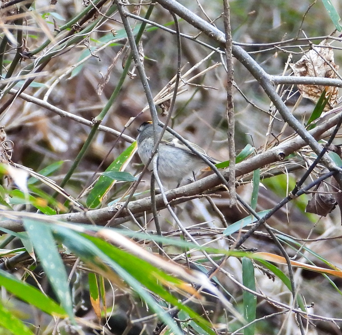 Golden-crowned Kinglet - Anonymous
