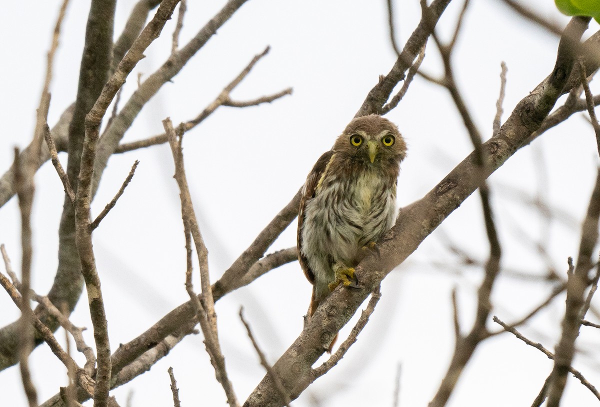 Ferruginous Pygmy-Owl - Forest Botial-Jarvis