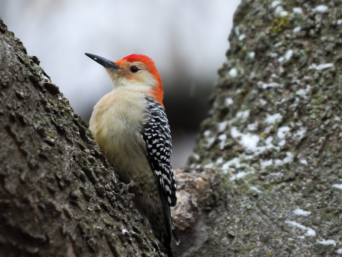 Red-bellied Woodpecker - ML613194796