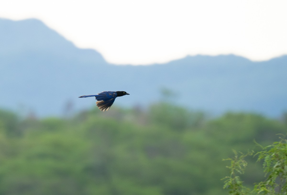 Purplish-backed Jay - ML613194799