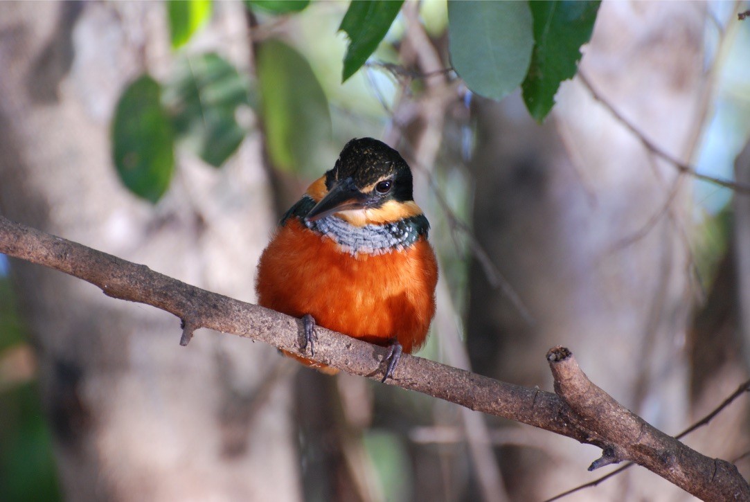 Green-and-rufous Kingfisher - ML613194860