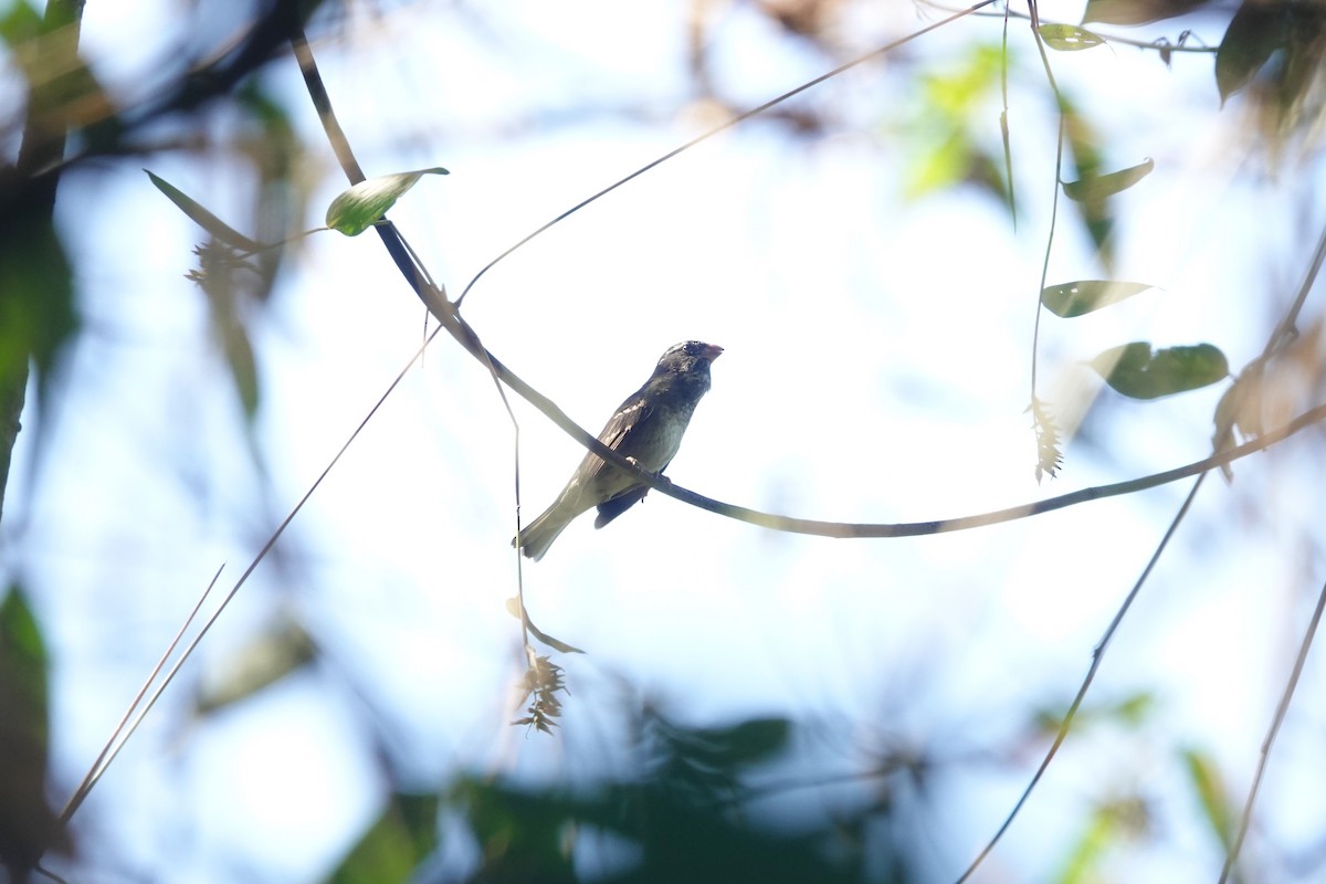 Buffy-fronted Seedeater - Toby Holmes