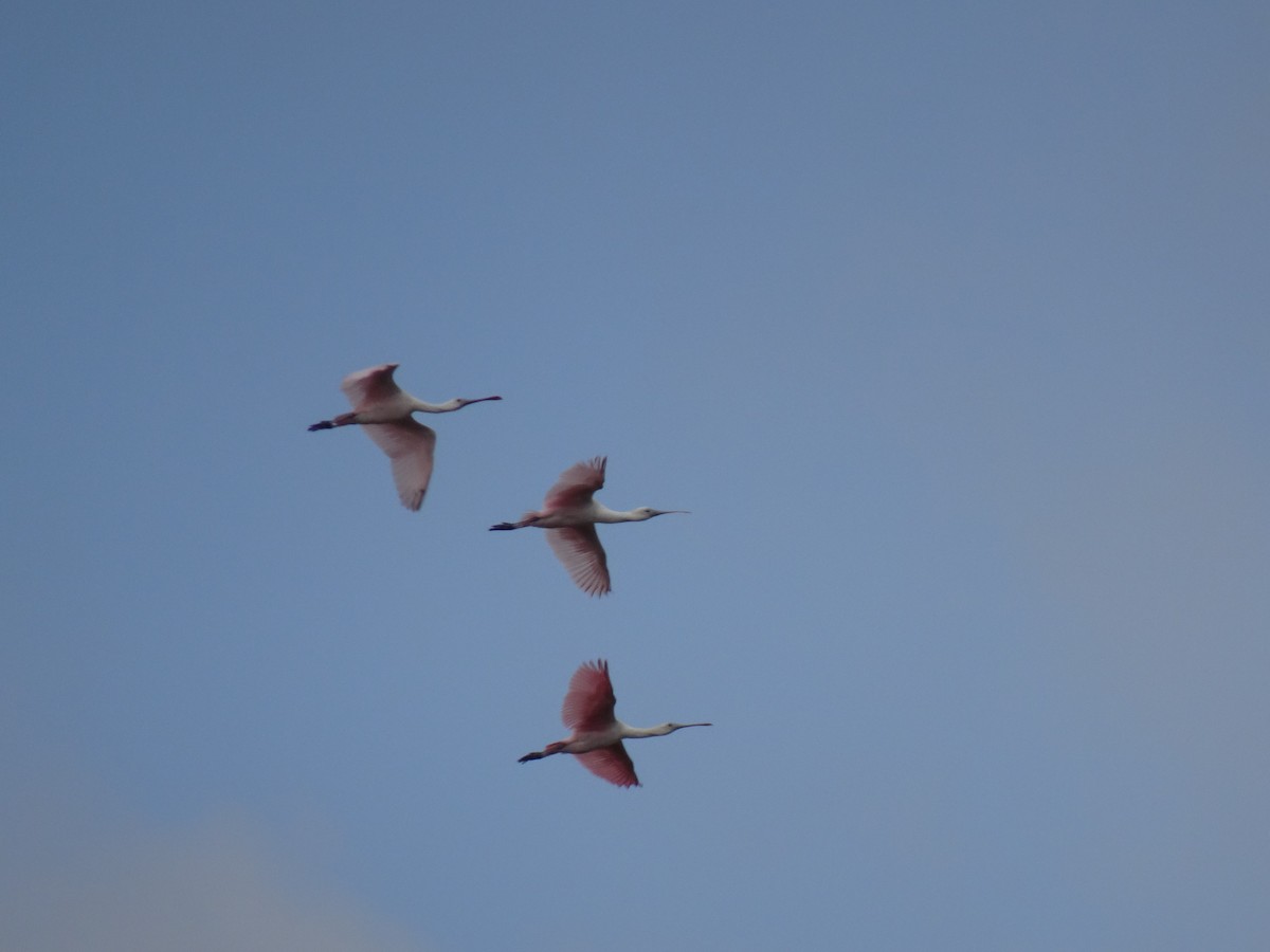 Roseate Spoonbill - ML613194905