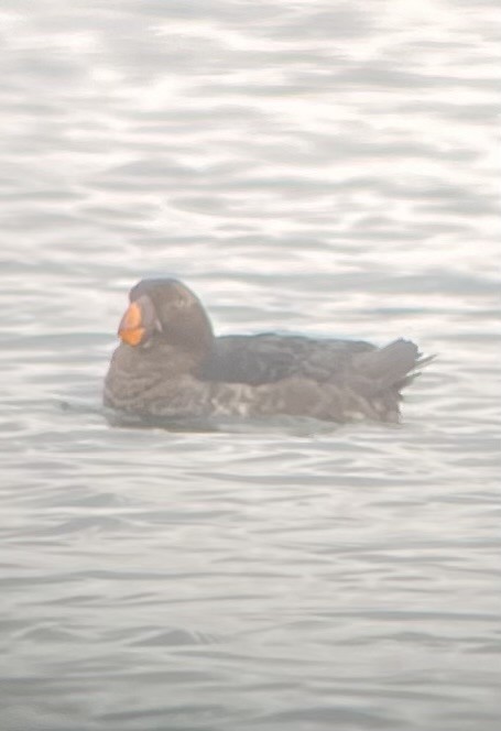 Tufted Puffin - Jeanelle Richardson