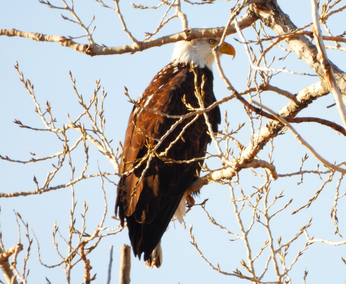 Bald Eagle - ML613194974