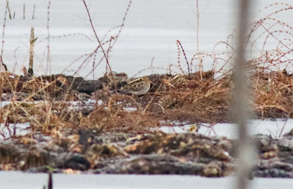 Wilson's Snipe - ML613194980