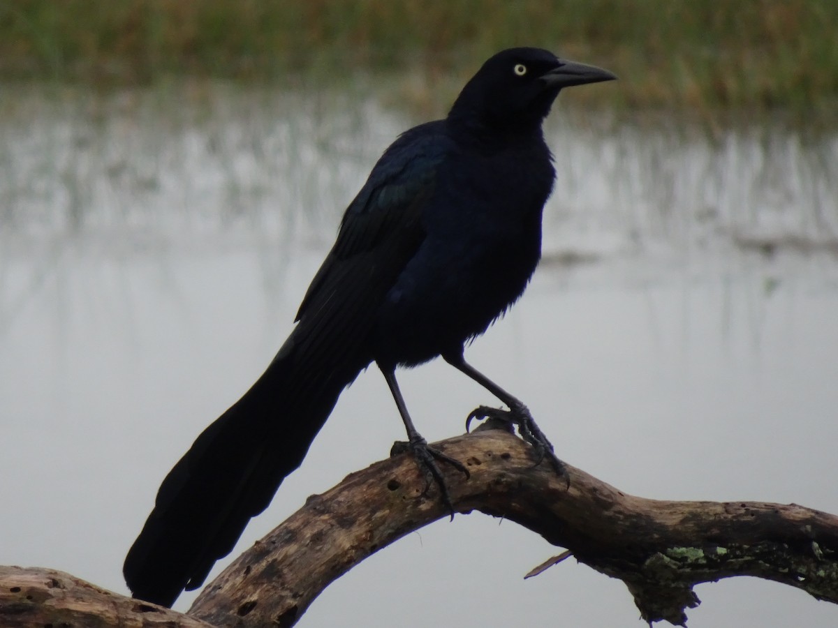 Great-tailed Grackle - ML613194988