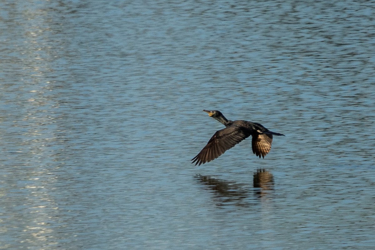 Cormorán Grande - ML613195014