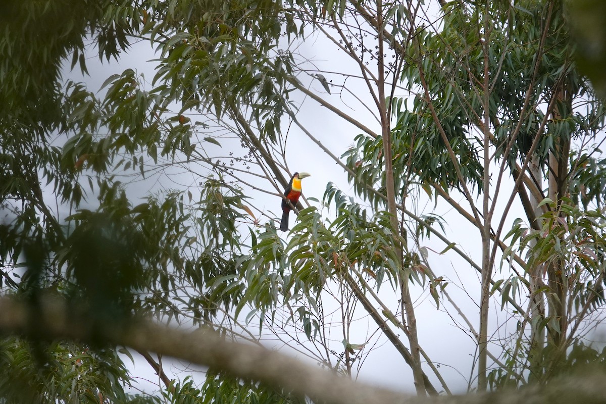 Red-breasted Toucan - Toby Holmes