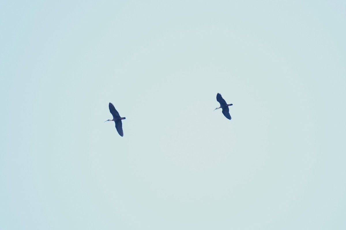 ibis bělokřídlý - ML613195093