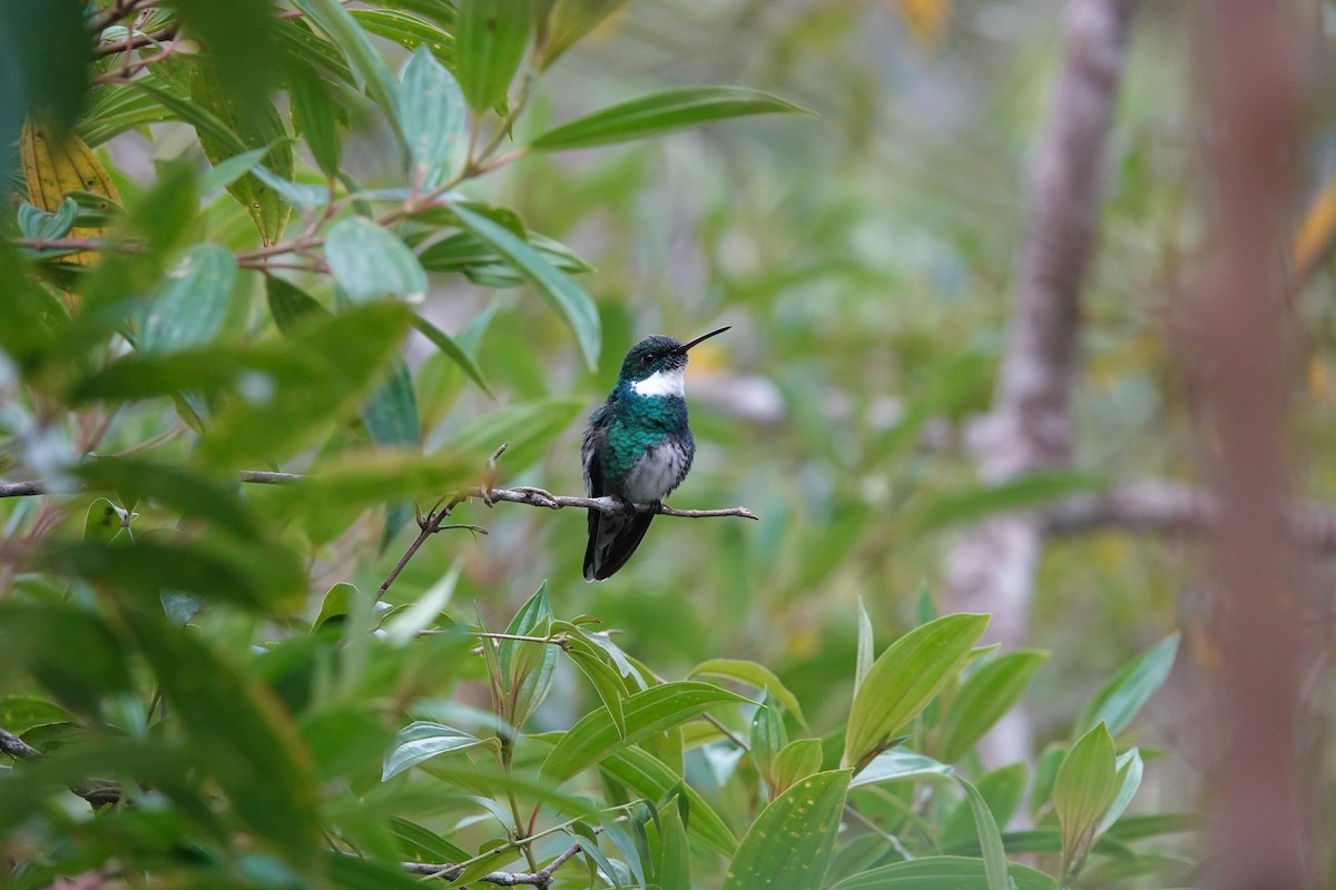 White-throated Hummingbird - Toby Holmes