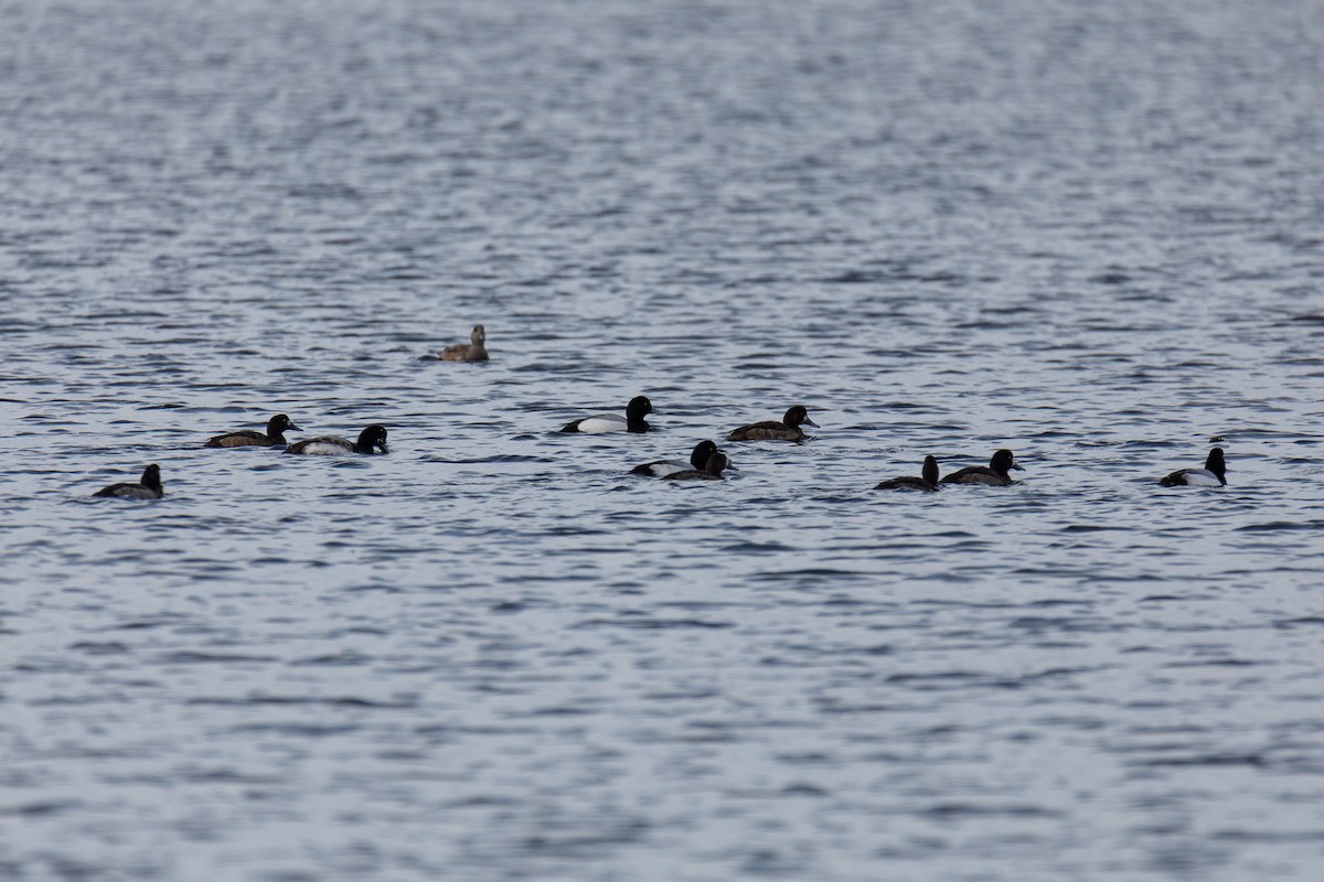 Greater Scaup - ML613195100