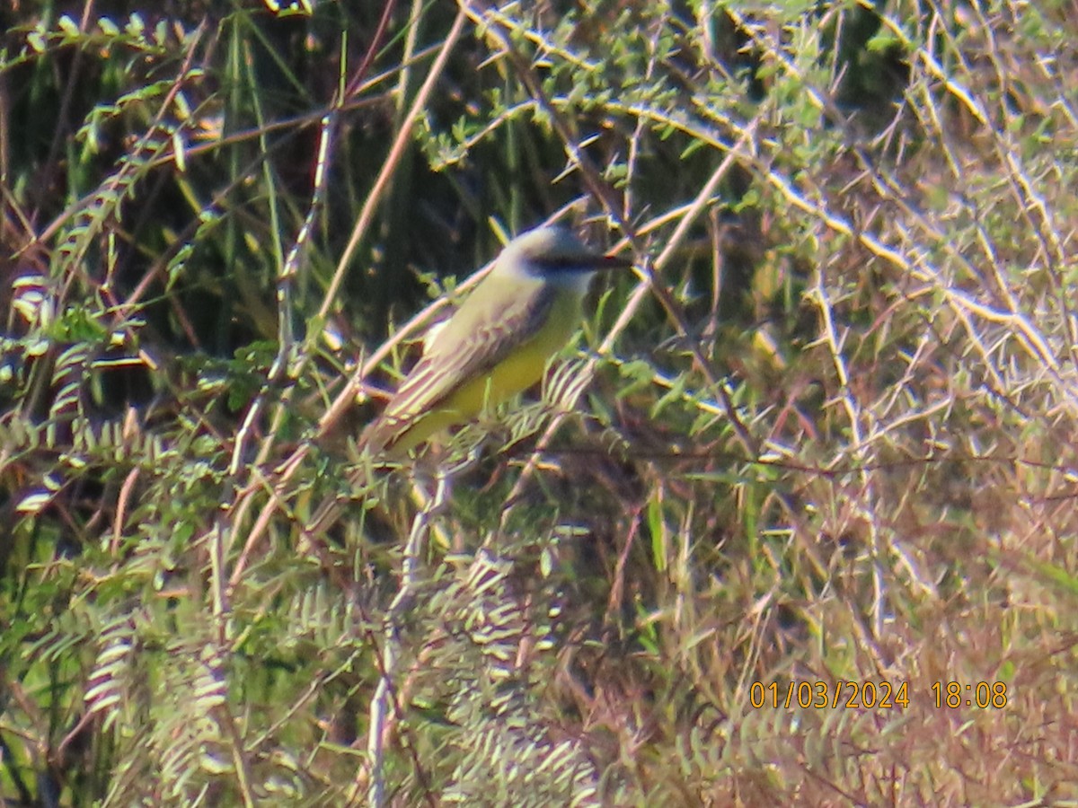 Couch's Kingbird - ML613195110