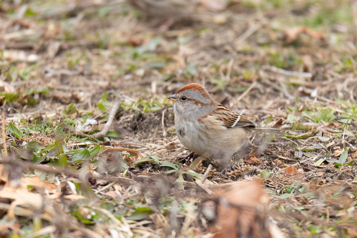 American Tree Sparrow - ML613195122