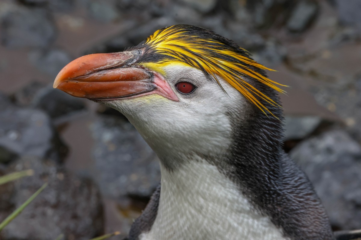 ロイヤルペンギン - ML613195139