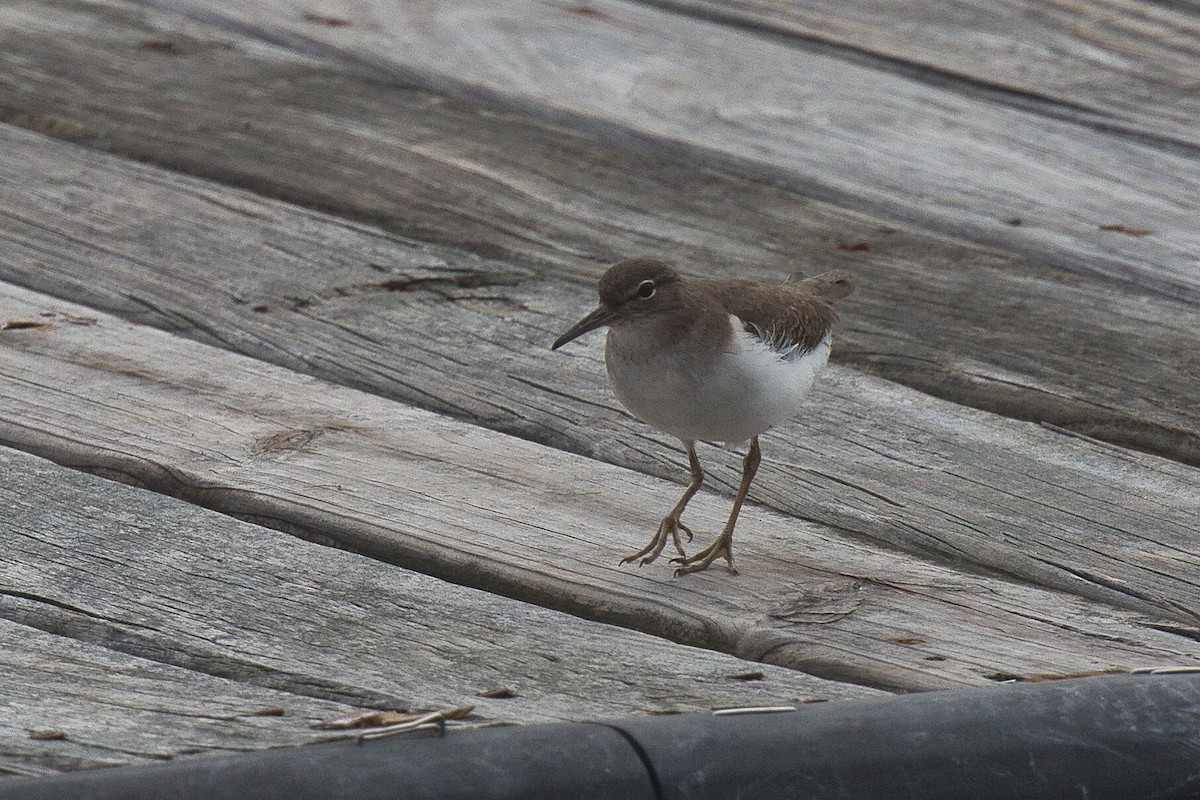 Spotted Sandpiper - ML613195202