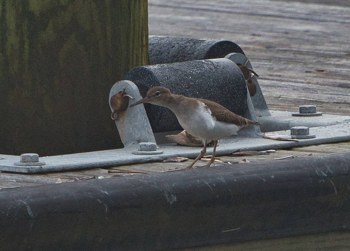 Spotted Sandpiper - ML613195203