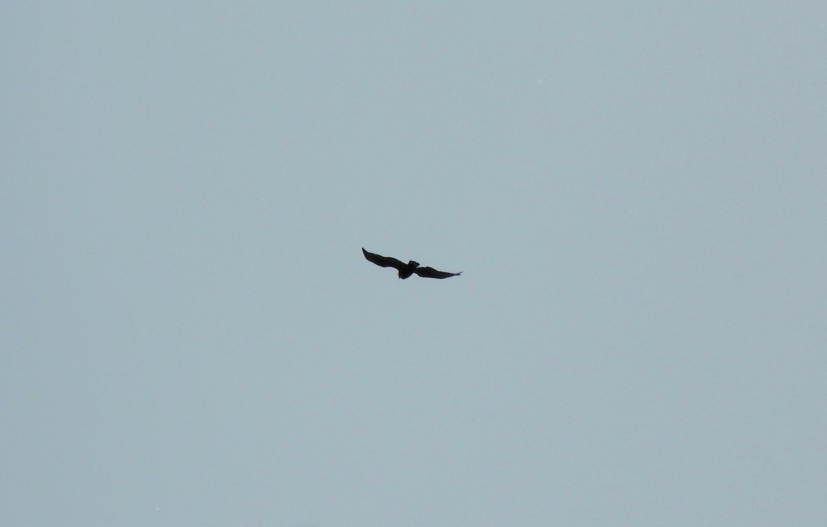 Zone-tailed Hawk - Kai Sheffield