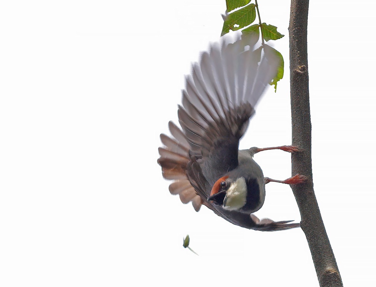 Rufous-crowned Eremomela - ML613195262