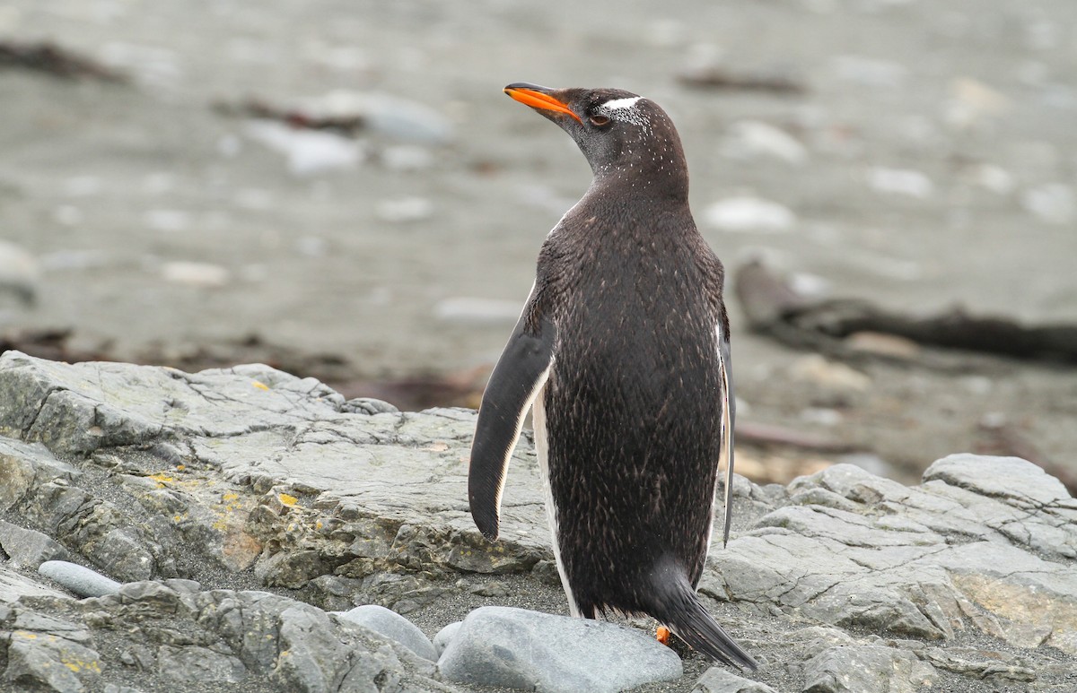 Gentoo Penguin - ML613195326