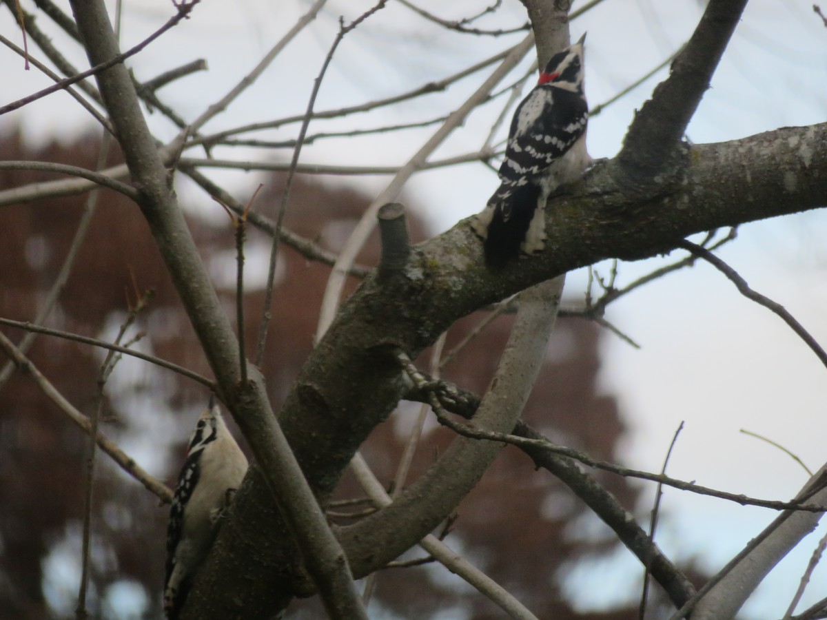 Downy Woodpecker - ML613195332