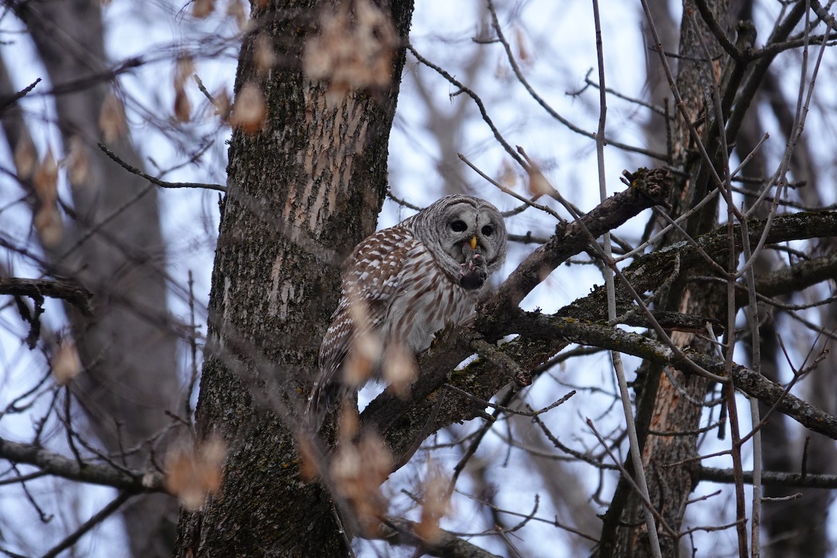 Barred Owl - E Nadeau