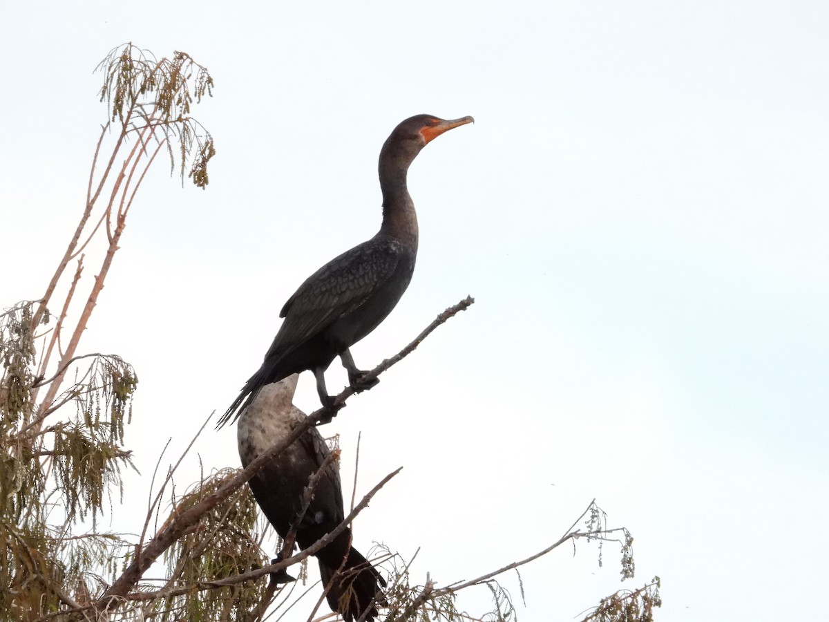 Double-crested Cormorant - ML613195454