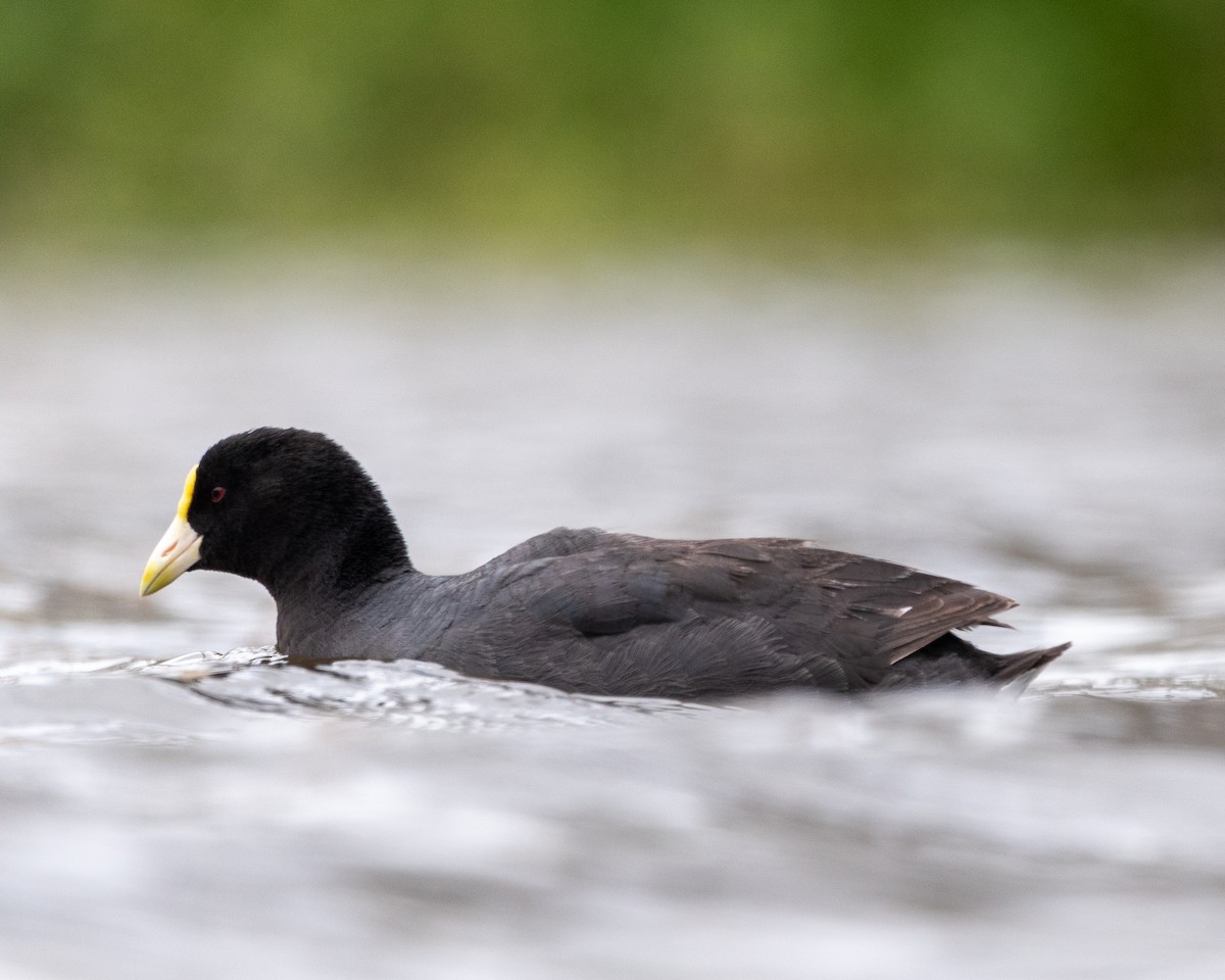 White-winged Coot - ML613195455