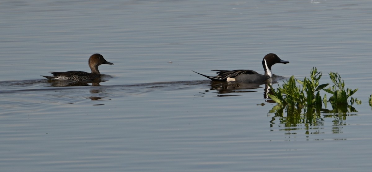 Northern Pintail - ML613195523