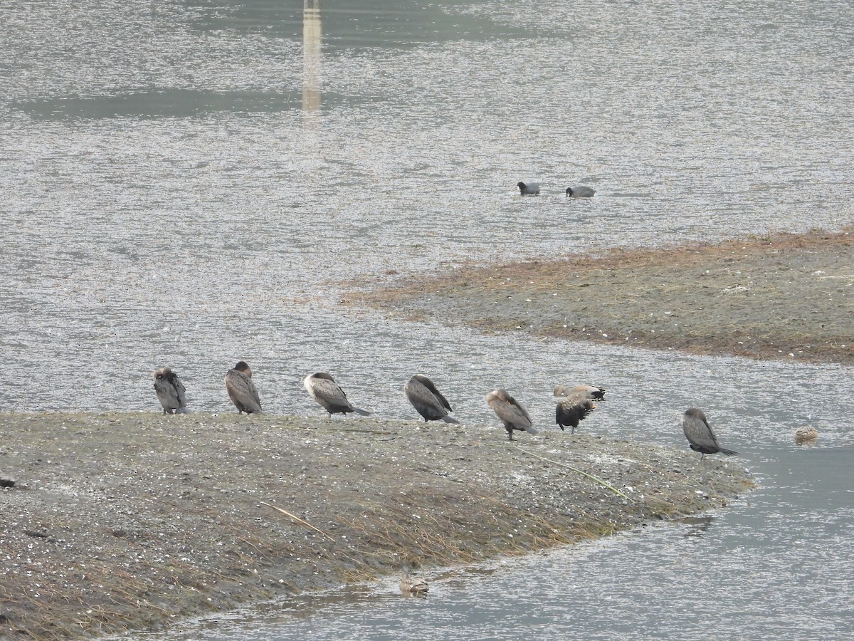 Double-crested Cormorant - ML613195538