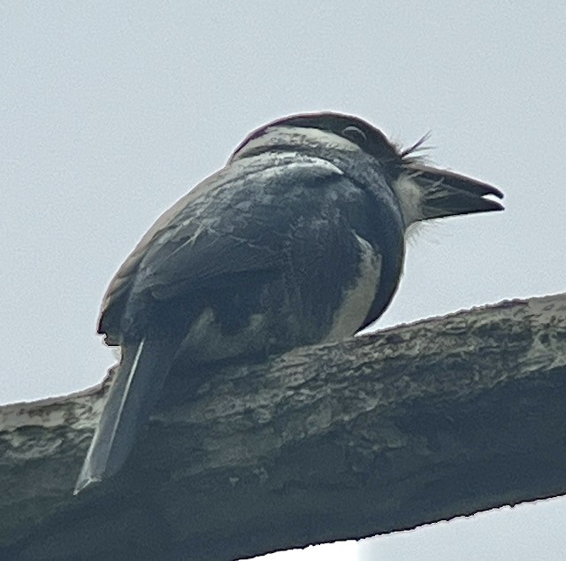 Black-breasted Puffbird - ML613195542