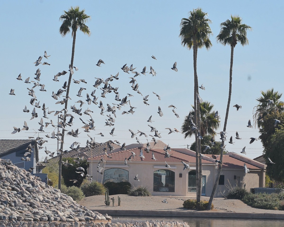 Rock Pigeon (Feral Pigeon) - ML613195568