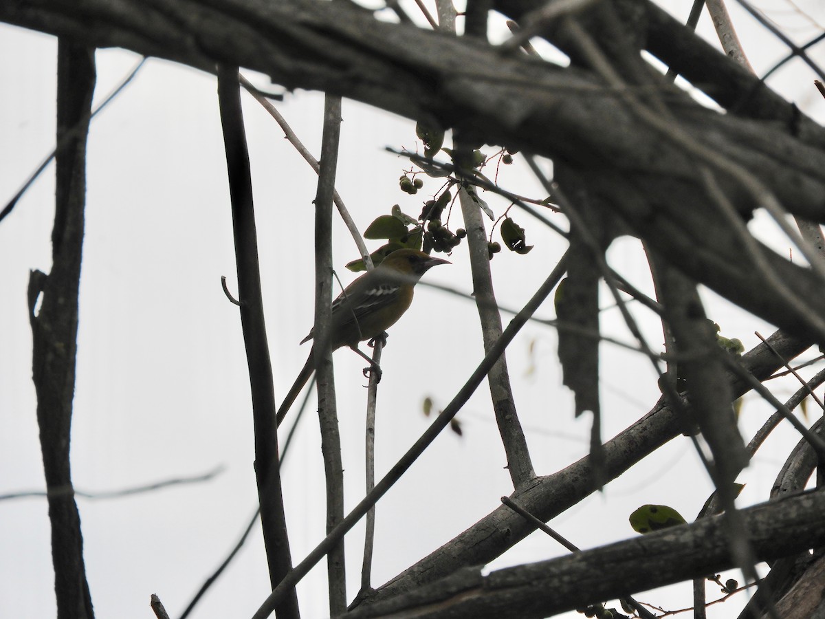 Hooded Oriole - Kai Sheffield