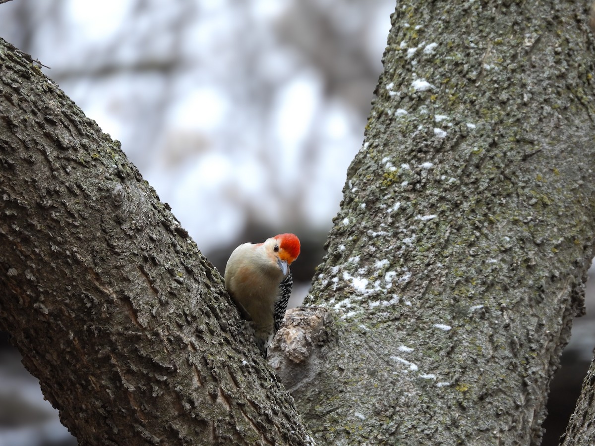 Red-bellied Woodpecker - ML613195758