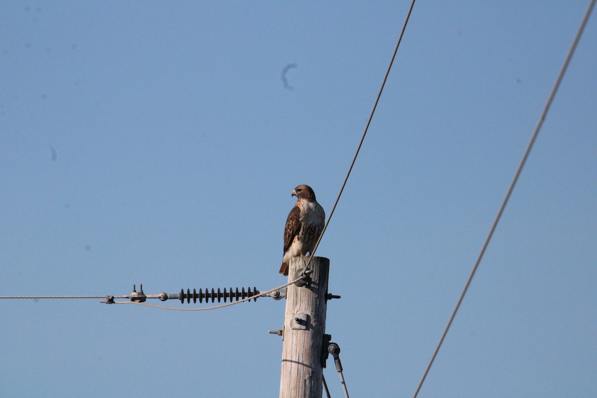 Red-tailed Hawk - ML613195759