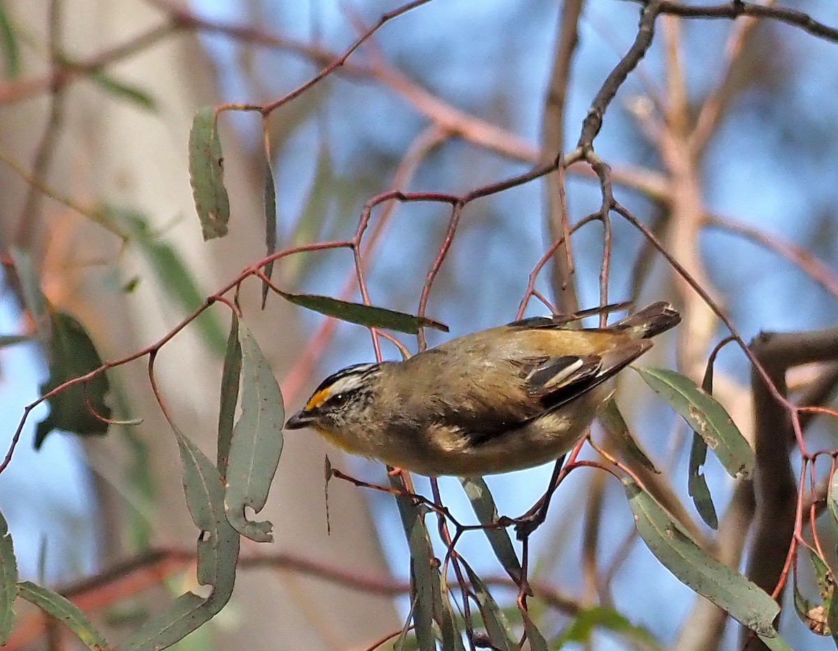 Striated Pardalote - Steve Law