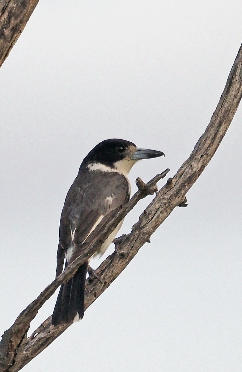 Gray Butcherbird - Steve Law