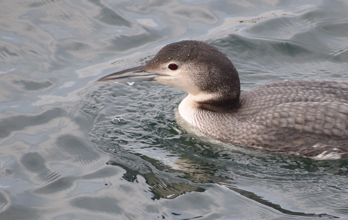 Common Loon - ML613195826